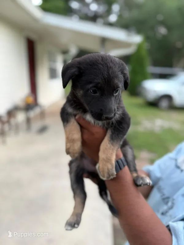 Zara – German Shepherd Dog puppy for sale in Brooksville, FL