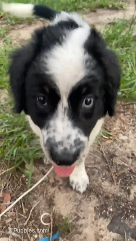 Maggy – Aussiedoodle puppy for sale in Brooksville, FL