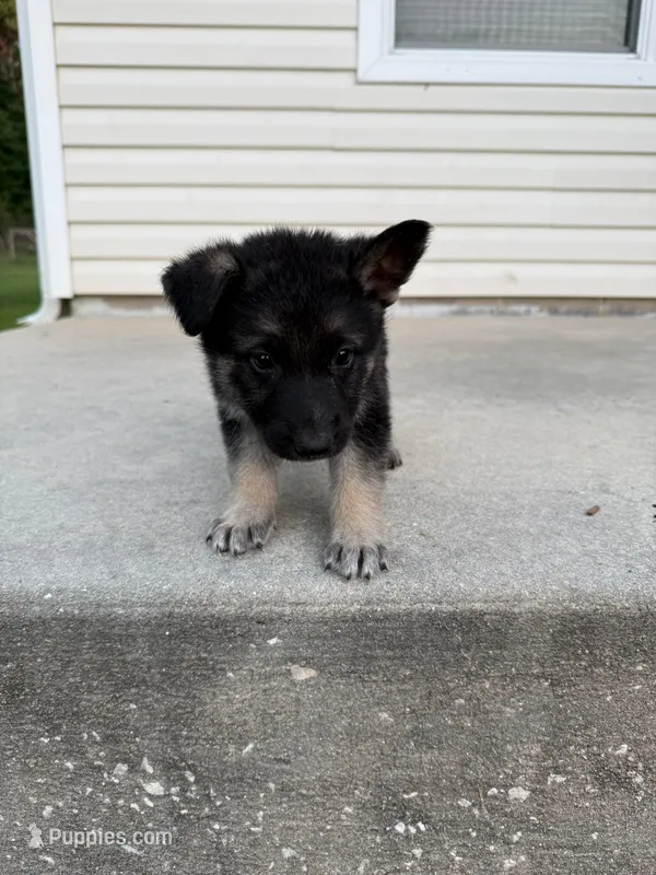 Max – German Shepherd Dog puppy for sale in Brooksville, FL