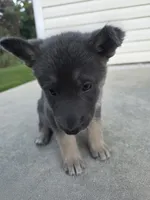 Sasha, a female German Shepherd Dog for sale in Brooksville, FL – 2 of 4