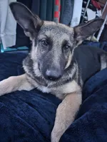 Max, a male German Shepherd Dog for sale in Brooksville, FL – 2 of 7