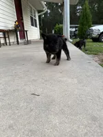 Trixy, a female German Shepherd Dog for sale in Brooksville, FL – 6 of 7