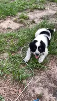 Maggy, a female Aussiedoodle for sale in Brooksville, FL – 2 of 5