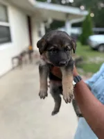 Kiara, a female German Shepherd Dog for sale in Brooksville, FL – 1 of 4