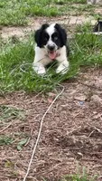 Maggy, a female Aussiedoodle for sale in Brooksville, FL – 4 of 5