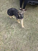 Max, a male German Shepherd Dog for sale in Brooksville, FL – 7 of 7