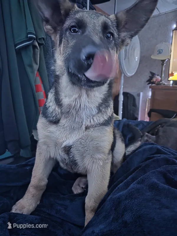Max – German Shepherd Dog puppy for sale in Brooksville, FL