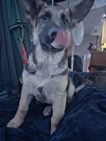 Max, a male German Shepherd Dog for sale in Brooksville, FL – 1 of 7