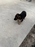 Zeus, a male German Shepherd Dog for sale in Brooksville, FL – 3 of 4