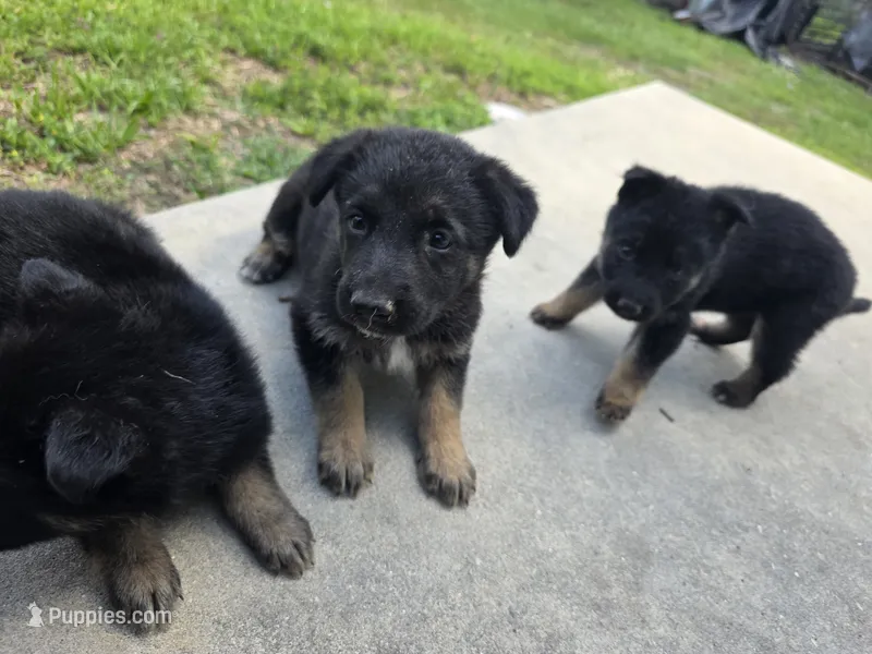 Trixy – German Shepherd Dog puppy for sale in Brooksville, FL
