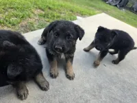 Trixy, a female German Shepherd Dog for sale in Brooksville, FL – 1 of 4