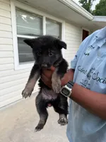 Trixy, a female German Shepherd Dog for sale in Brooksville, FL – 5 of 7