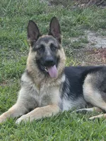 Max, a male German Shepherd Dog for sale in Brooksville, FL – 4 of 7