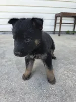 Trixy, a female German Shepherd Dog for sale in Brooksville, FL – 2 of 4