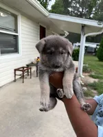 Nala, a female German Shepherd Dog for sale in Brooksville, FL – 1 of 4