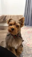 Charlie, a male Yorkshire Terrier for sale in Lafayette, CO – Photo 2 of 3