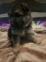 Plain collar AKC, a male German Shepherd Dog for sale in Alvo, NE – Photo 4 of 6