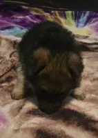 Plain collar AKC, a male German Shepherd Dog for sale in Alvo, NE – Photo 3 of 6