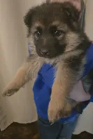 Plain collar AKC, a male German Shepherd Dog for sale in Alvo, NE – Photo 1 of 6