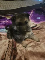 AKC pale collar, a male German Shepherd Dog for sale in Alvo, NE – Photo 4 of 8