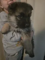 AKC pale collar, a male German Shepherd Dog for sale in Alvo, NE – Photo 1 of 8