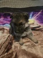 AKC pale collar, a male German Shepherd Dog for sale in Alvo, NE – Photo 7 of 8