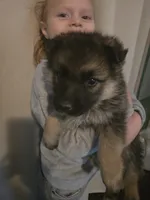 AKC pale collar, a male German Shepherd Dog for sale in Alvo, NE – Photo 2 of 8