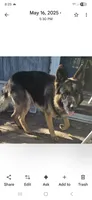 AKC pale collar, a male German Shepherd Dog for sale in Alvo, NE – Photo 6 of 8