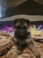 AKC pale collar, a male German Shepherd Dog for sale in Alvo, NE – Photo 3 of 8