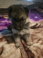 AKC pale collar, a male German Shepherd Dog for sale in Alvo, NE – Photo 5 of 8