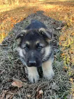 Bruno, a male German Shepherd Dog for sale in Lebanon, MO – Photo 3 of 8