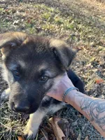 Bruno, a male German Shepherd Dog for sale in Lebanon, MO – Photo 4 of 8