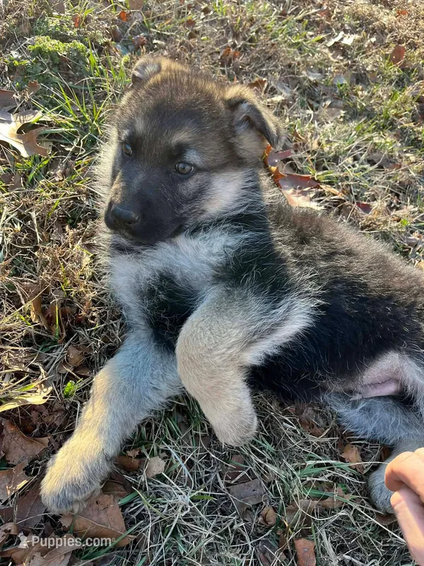 Bruno, a male German Shepherd Dog for sale in Lebanon, MO – Photo 1 of 8