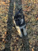 Bruno, a male German Shepherd Dog for sale in Lebanon, MO – Photo 5 of 8