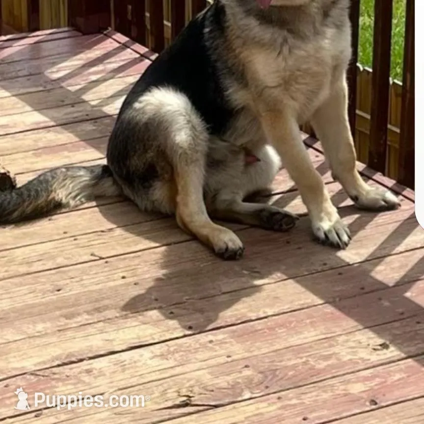 Bruno, a male German Shepherd Dog for sale in Lebanon, MO – Photo 7 of 8