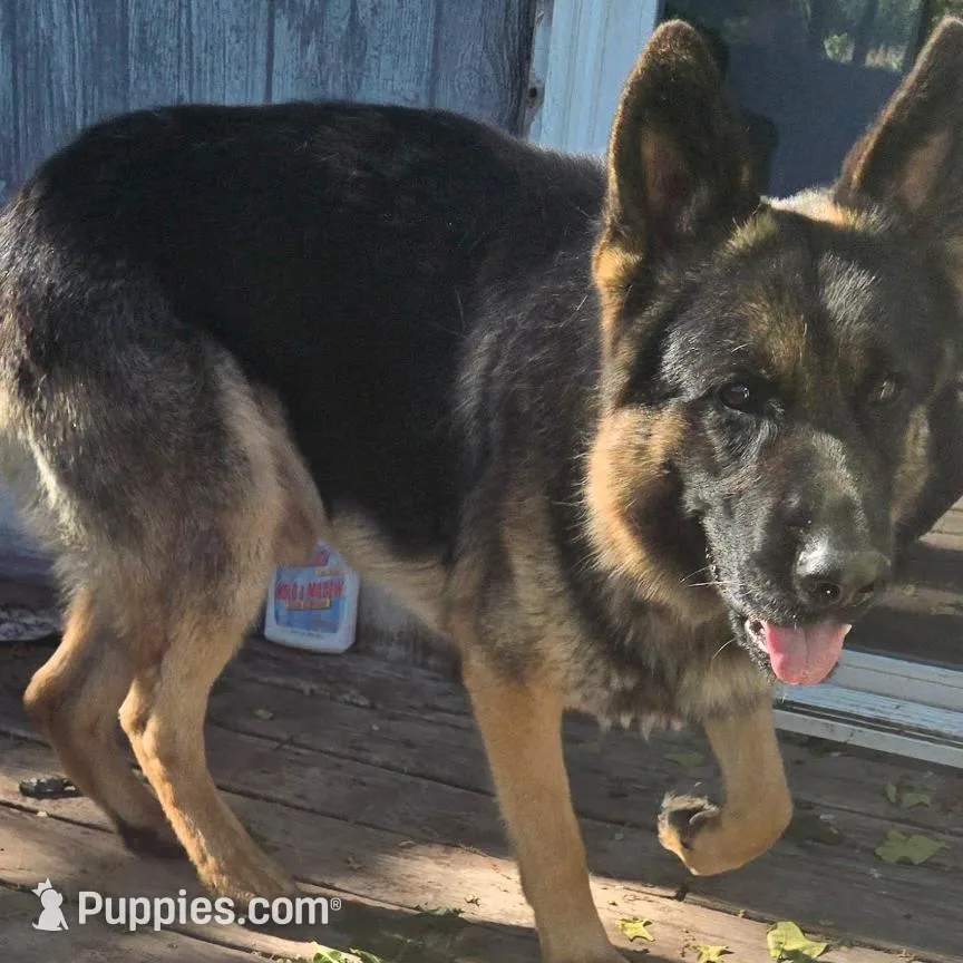 Bruno, a male German Shepherd Dog for sale in Lebanon, MO – Photo 8 of 8