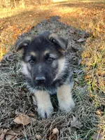 Bruno, a male German Shepherd Dog for sale in Lebanon, MO – Photo 2 of 8