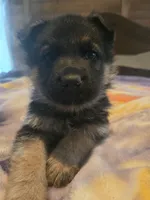 AKC plain collar, a female German Shepherd Dog for sale in Alvo, NE – Photo 6 of 6