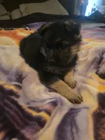 AKC plain collar, a female German Shepherd Dog for sale in Alvo, NE – Photo 4 of 6