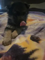 AKC plain collar, a female German Shepherd Dog for sale in Alvo, NE – Photo 5 of 6