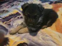 AKC plain collar, a female German Shepherd Dog for sale in Alvo, NE – Photo 1 of 6