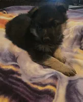 AKC plain collar, a female German Shepherd Dog for sale in Alvo, NE – Photo 3 of 6