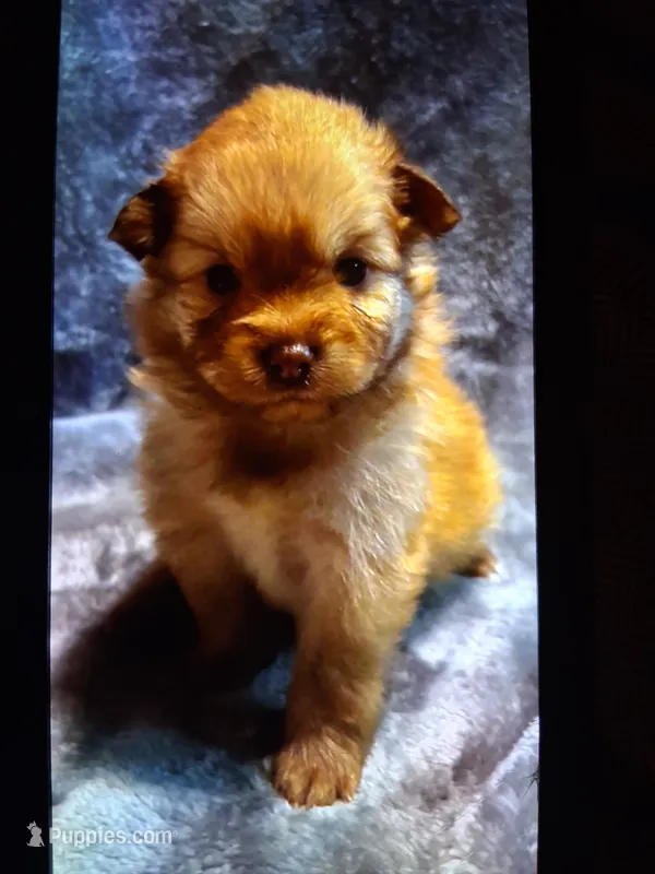 Mina – Pomsky puppy for sale in Sellersville, PA