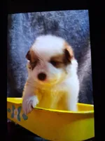 Max, a male Pomsky for sale in Sellersville, PA – 2 of 2