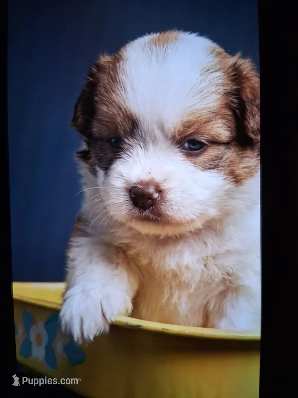Max – Pomsky puppy for sale in Sellersville, PA