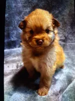 Mina, a female Pomsky for sale in Sellersville, PA – 3 of 3