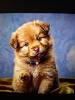 Mina, a female Pomsky for sale in Sellersville, PA – 2 of 3