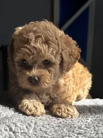 Jerry, a male Poodle - Miniature  for sale in Truckee, CA – 3 of 4
