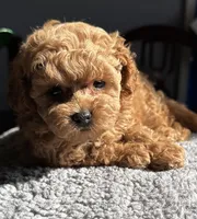Jerry, a male Poodle - Miniature  for sale in Truckee, CA – 4 of 4
