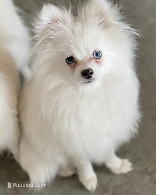 Sky – Pomeranian puppy for sale in Truckee, CA